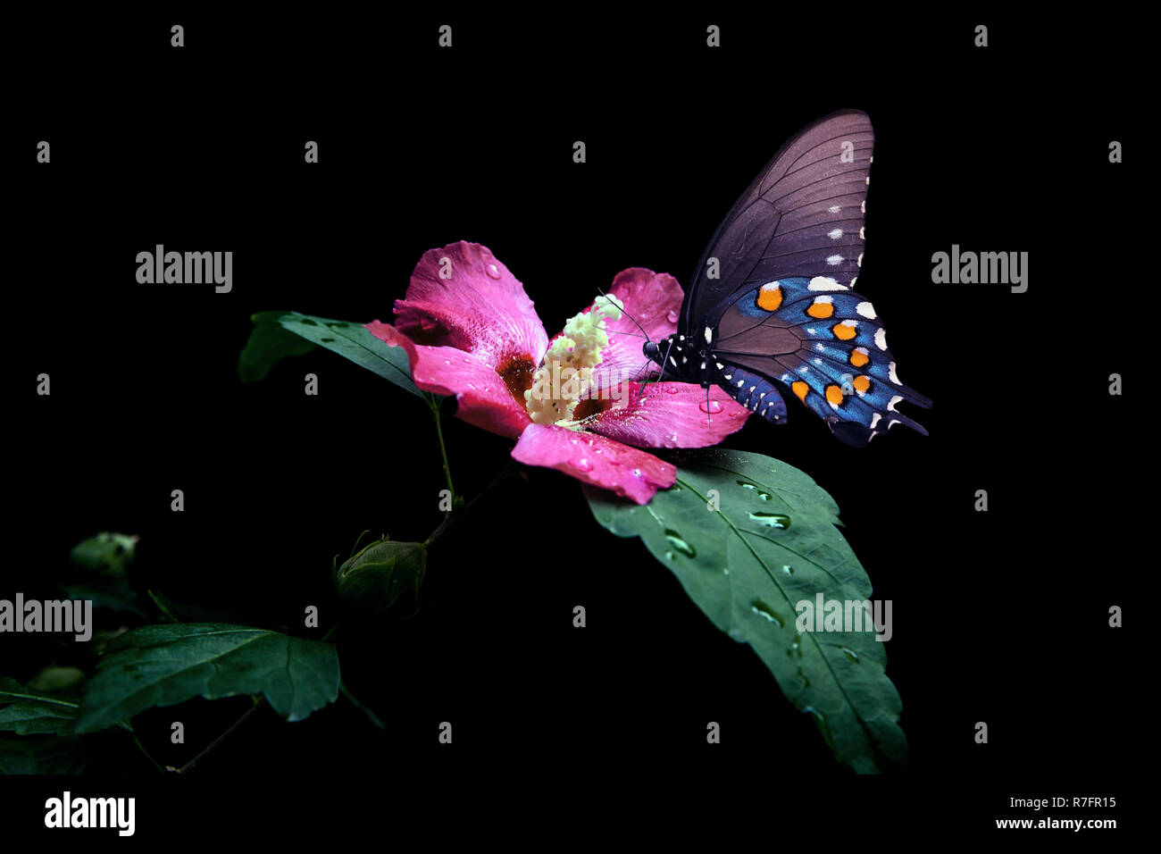 Butterfly on a purple flower, on a black background. Stock Photo