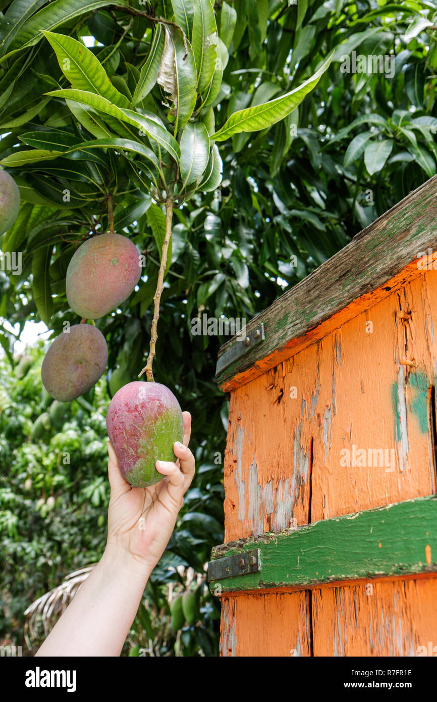 Miami Florida,Davie,Bob Roth's New River Groves,roadside fruit stand,local products,mango,tree,orchard,hand reaching,tropical,FL090527092 Stock Photo