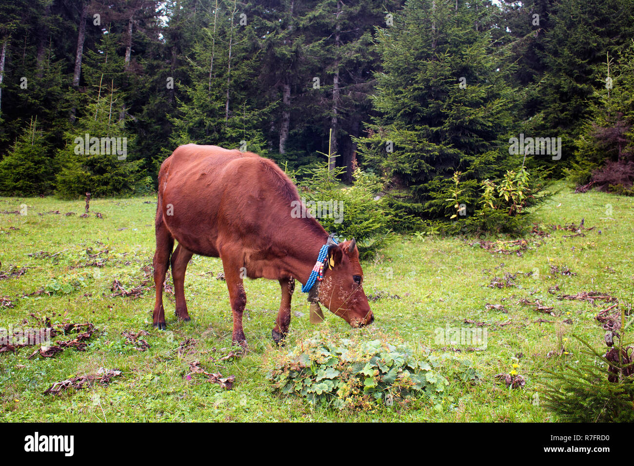 View of a cow grazing on grass field with pine tree forest at high plateau. The image is captured in Trabzon/Rize area of Black Sea region located at  Stock Photo