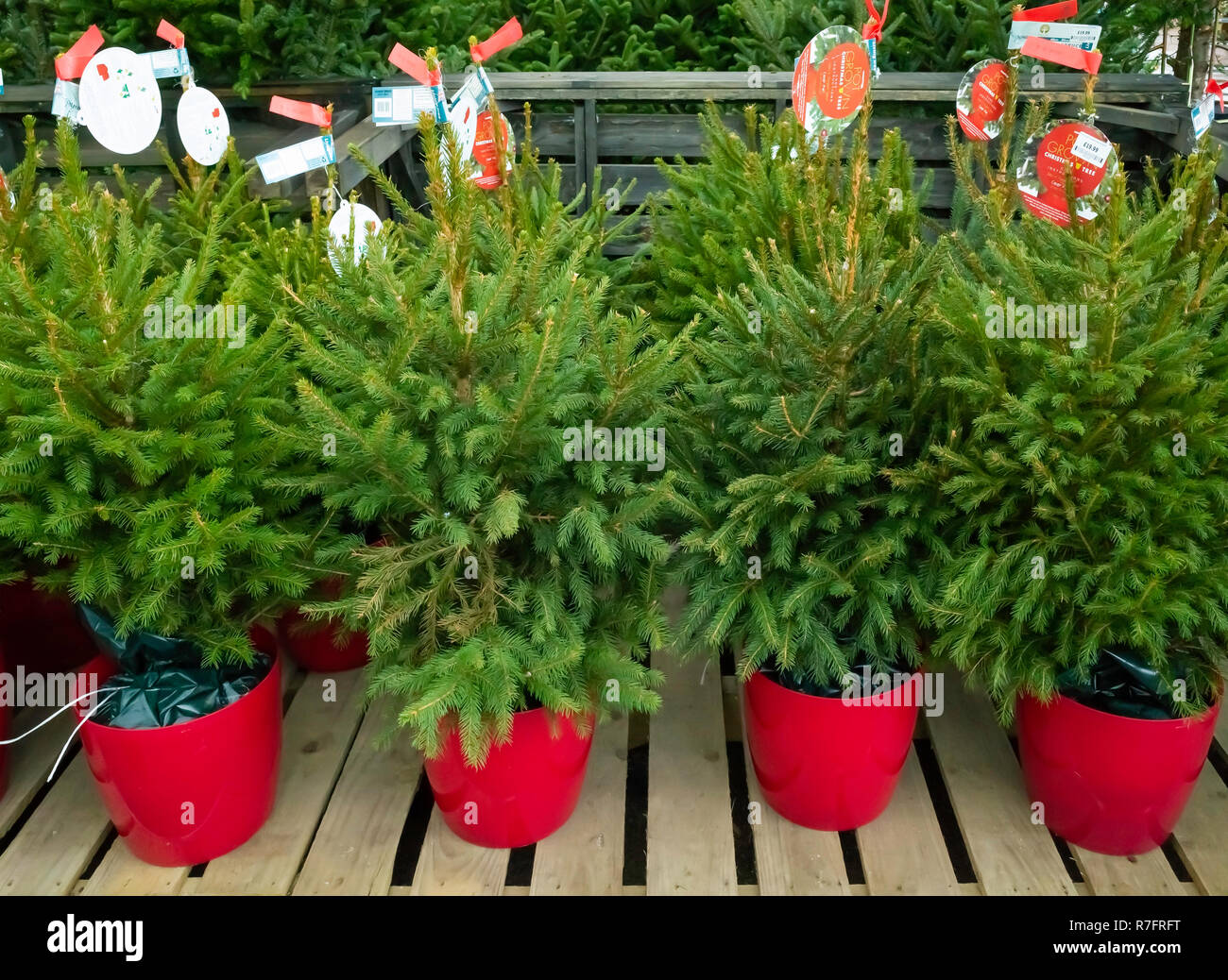 Pot grown Nordman or Caucasian fir trees Abies Nordmannia in a garden centre for sale at Christmas Stock Photo