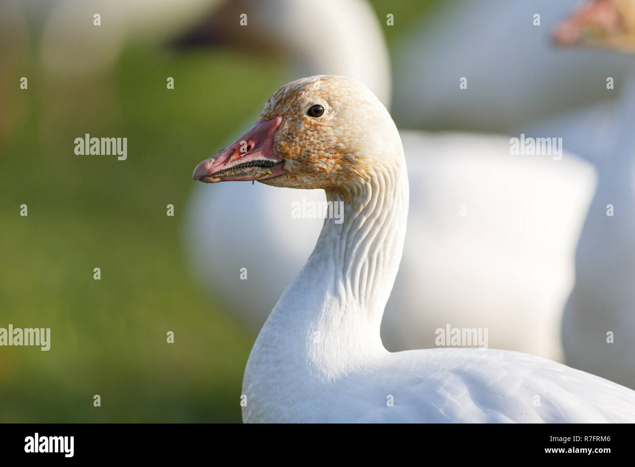migrating Snow Geese at Vancouver BC Canada Stock Photo