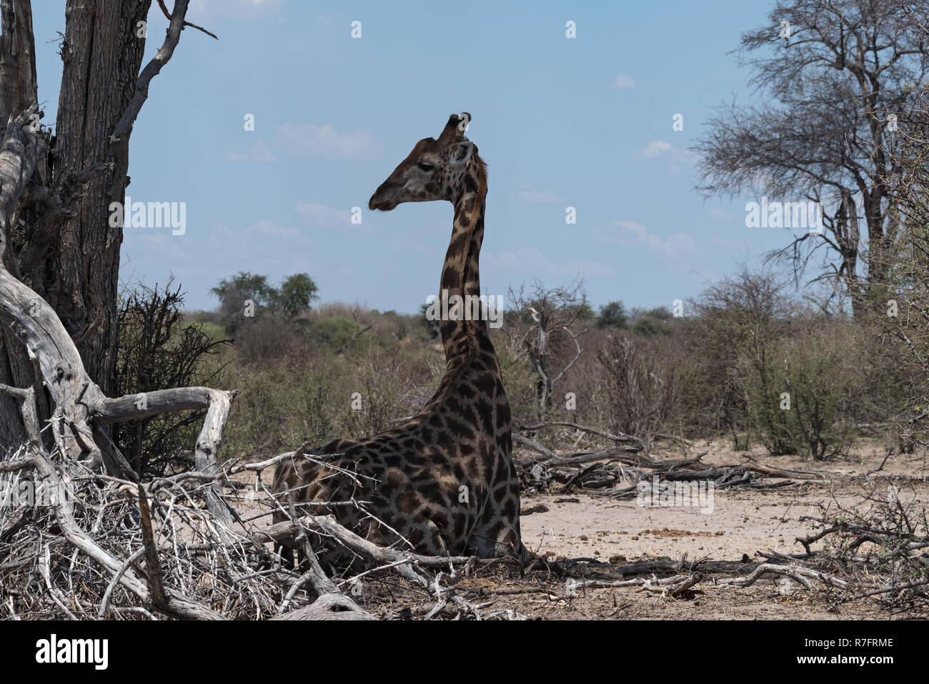 sitting giraffe in the Makgadikgadi National Park, Botswana, Africa Stock Photo