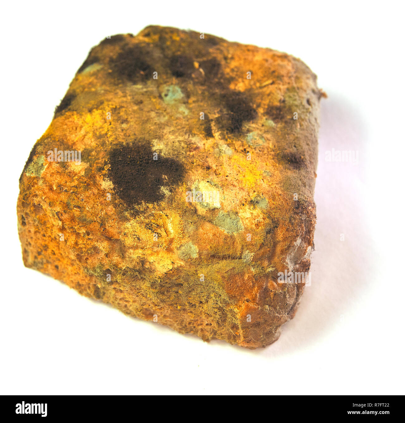 Moldy bread. One slice of wholemeal bread overgrown with food mold fungi on a table in closeup. Stock Photo