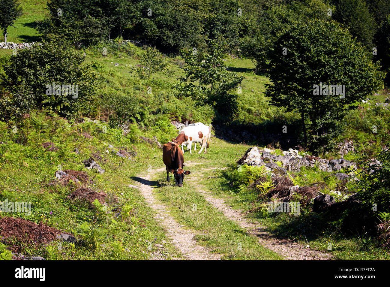 View of cows on a road at high plateau. The image is captured in Trabzon/Rize area of Black Sea region located at northeast of Turkey. Stock Photo