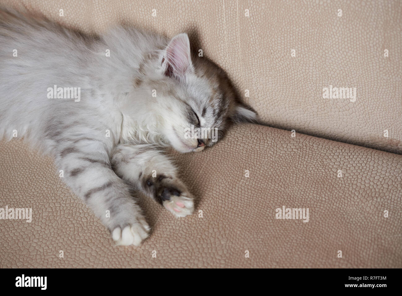 Cute sleeping little cat on brown sofa. Grey color kitty sleep on couch Stock Photo