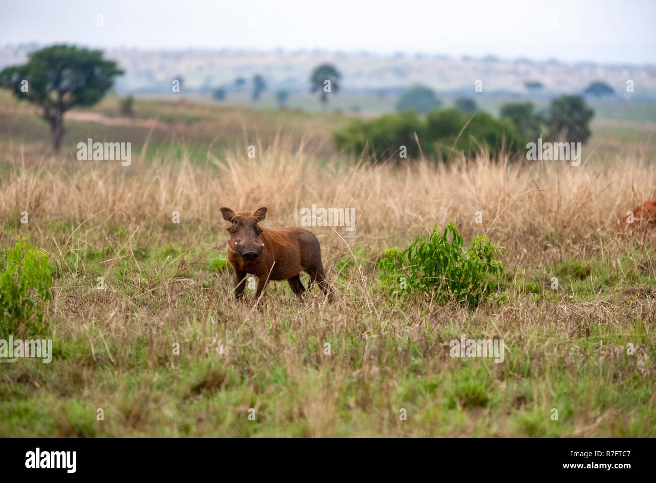 Warthog, Queen Elizabeth National Park, Uganda Stock Photo