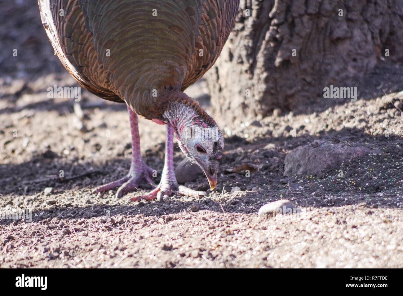 Wild Turkey (Meleagris Gallopavo), female / hen Stock Photo