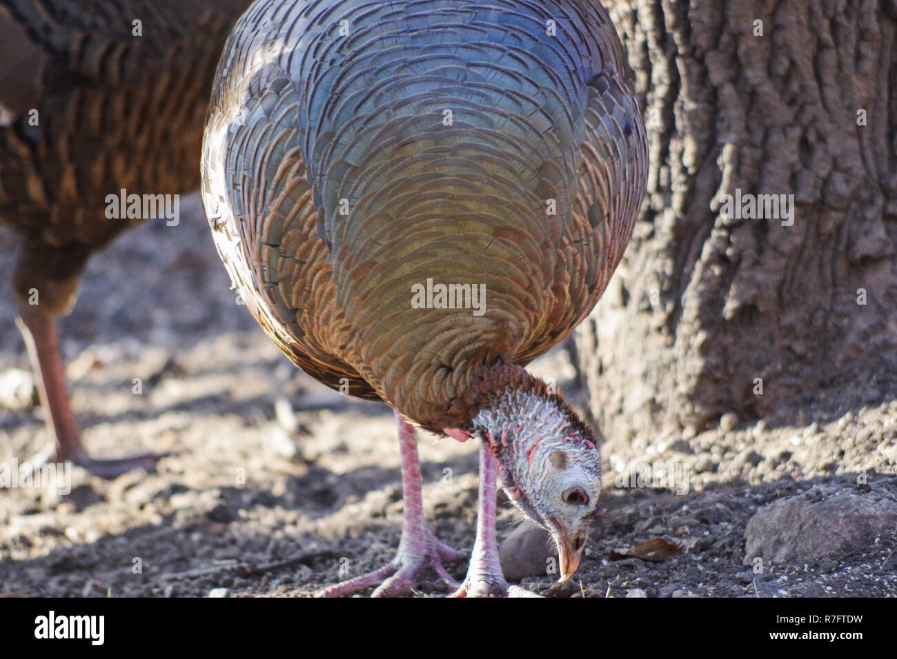 Wild Turkey (Meleagris Gallopavo), female / hen Stock Photo