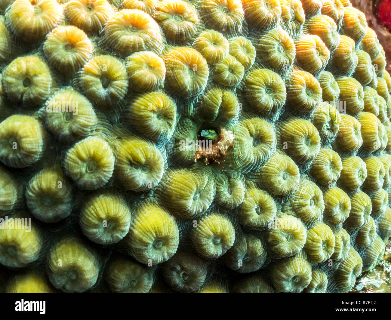 Blenny Hiding In Coral Reef - Barrier Reef, Cozumel, Mexico Stock Photo