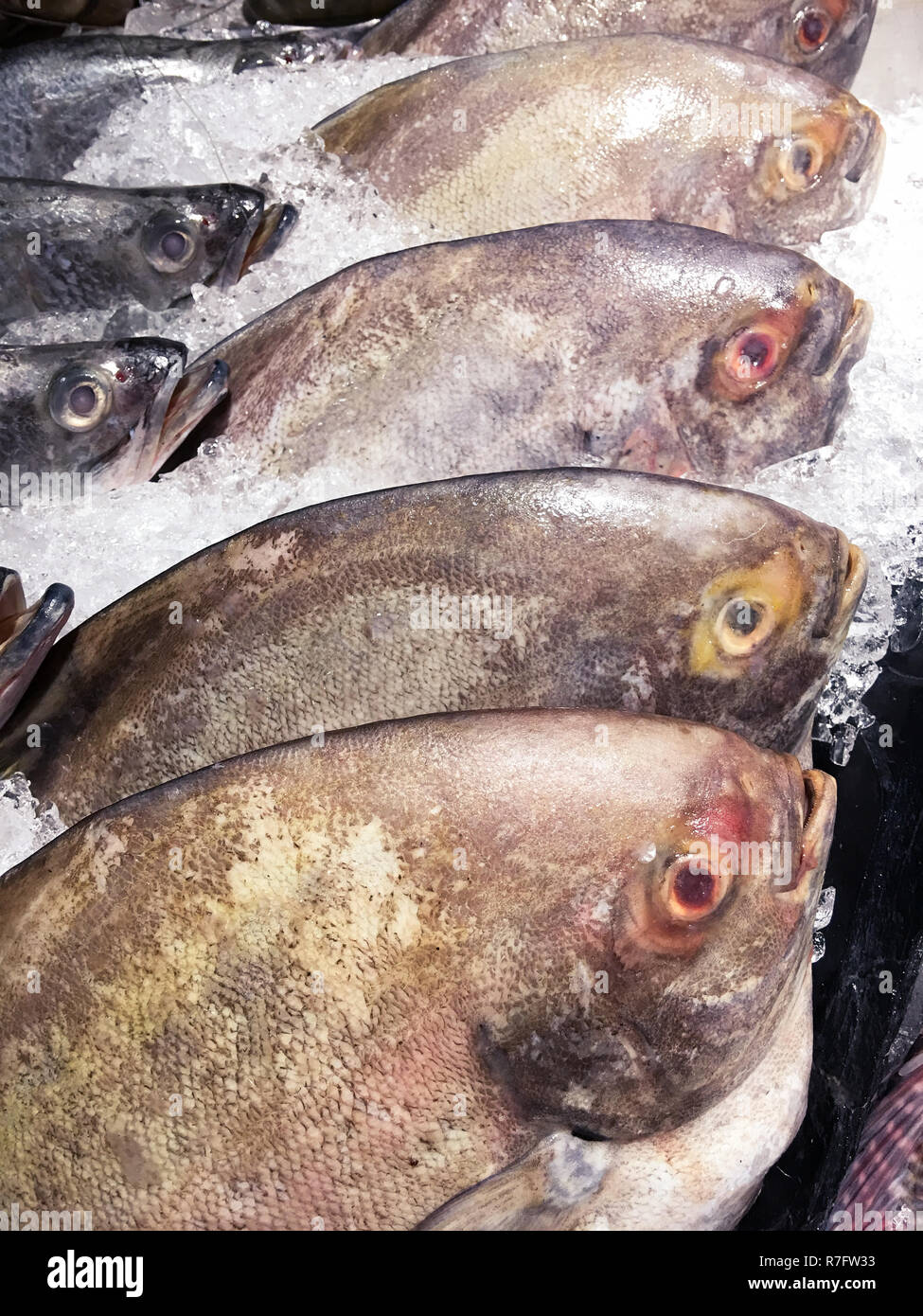 Black pomfret fish fresh in ice sell on market Stock Photo Alamy