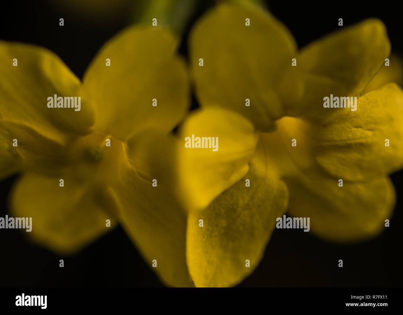 Winter flowering jasmine hires stock photography and images Alamy