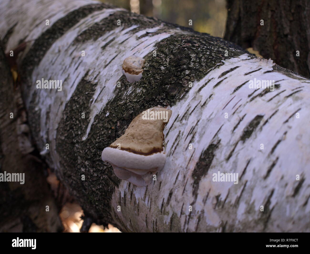 birch with tree fungi Stock Photo