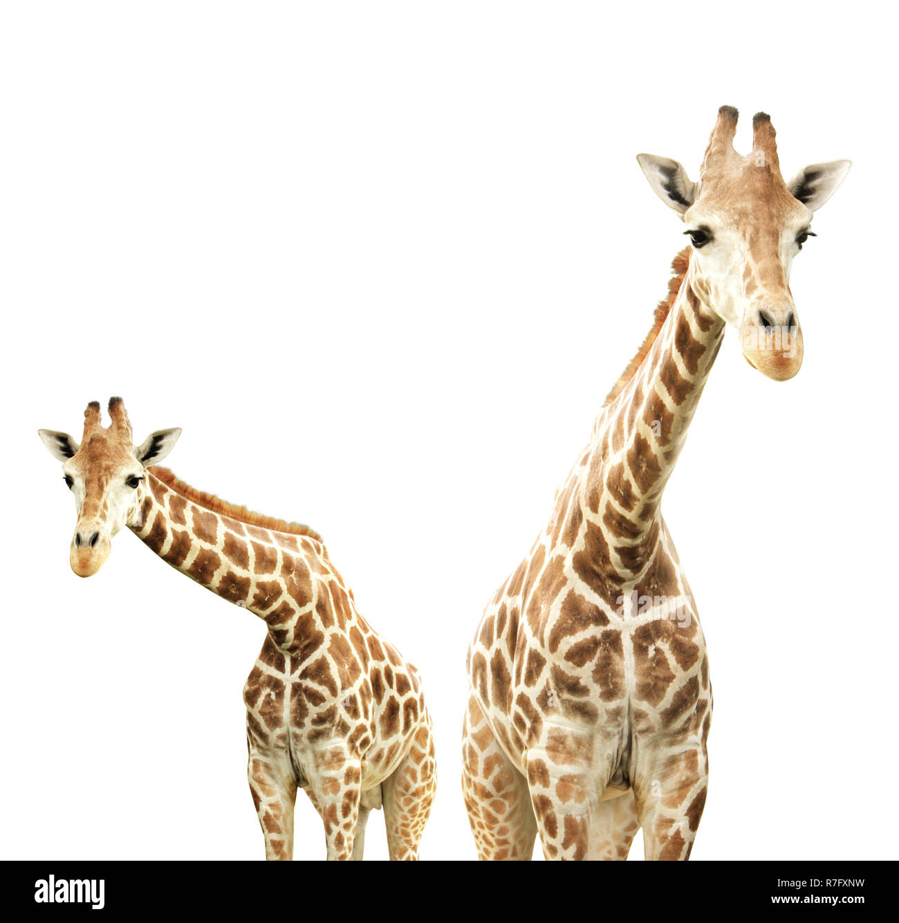 Portrait two giraffes in hi-res stock photography and images - Alamy