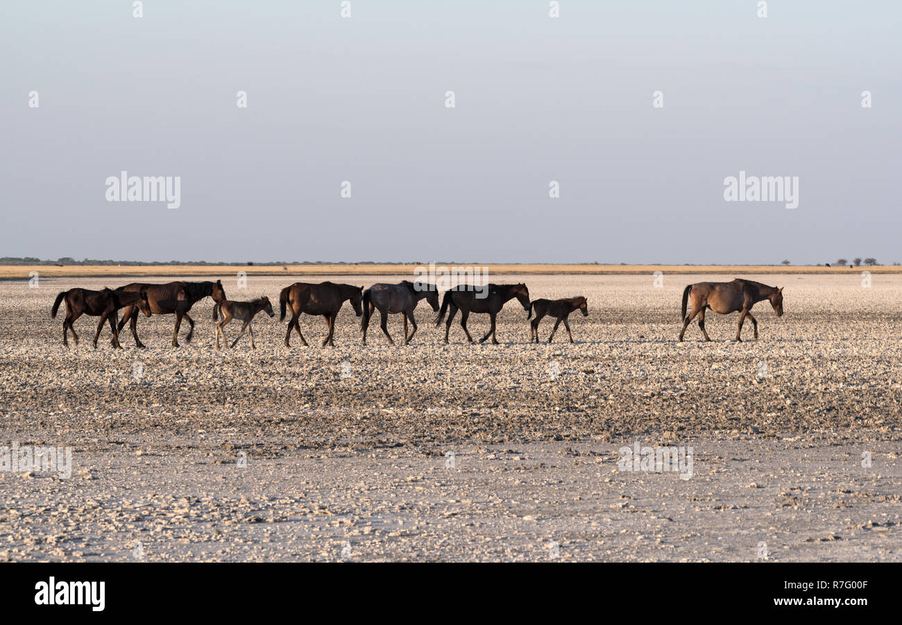 Horses on Makgadikgadi Pan, Nwetwe Pan in Botswana Stock Photo