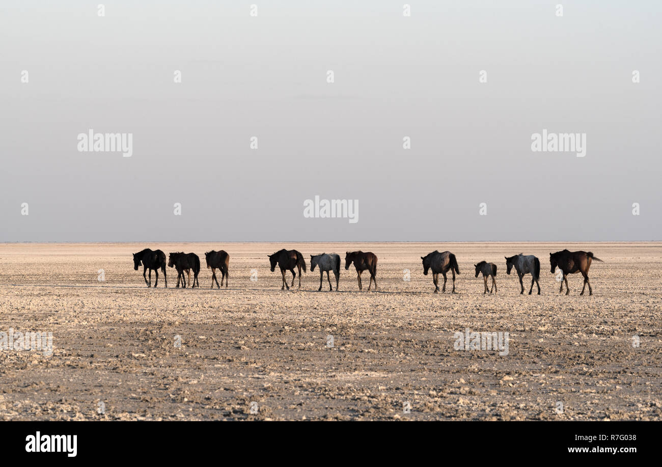 Horses on Makgadikgadi Pan, Nwetwe Pan in Botswana Stock Photo