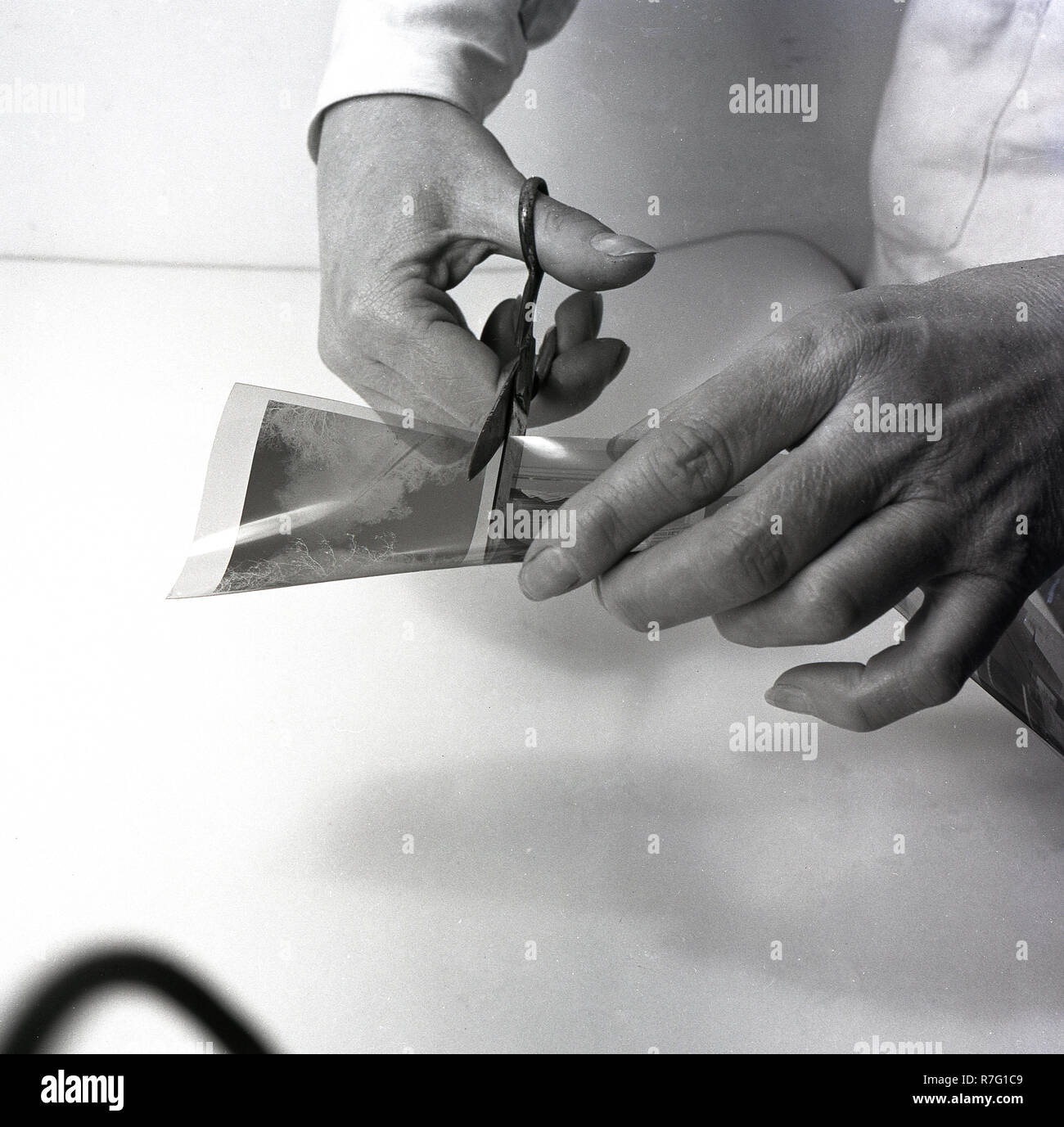 1950s, historical, film photography, cutting up a strip of photographic film negatives after the film has been chemcially developed. A negative is an image on a strip of sheet of transparent plastic film in which the lighest areas of the photographed subject appear darkest and the darkest areas appear lightest. Stock Photo