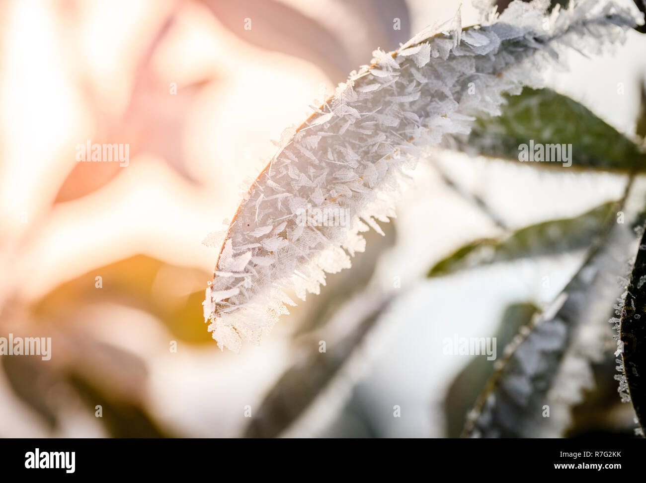 Closeup image of ice crystals covering leaves after ice storm Stock Photo