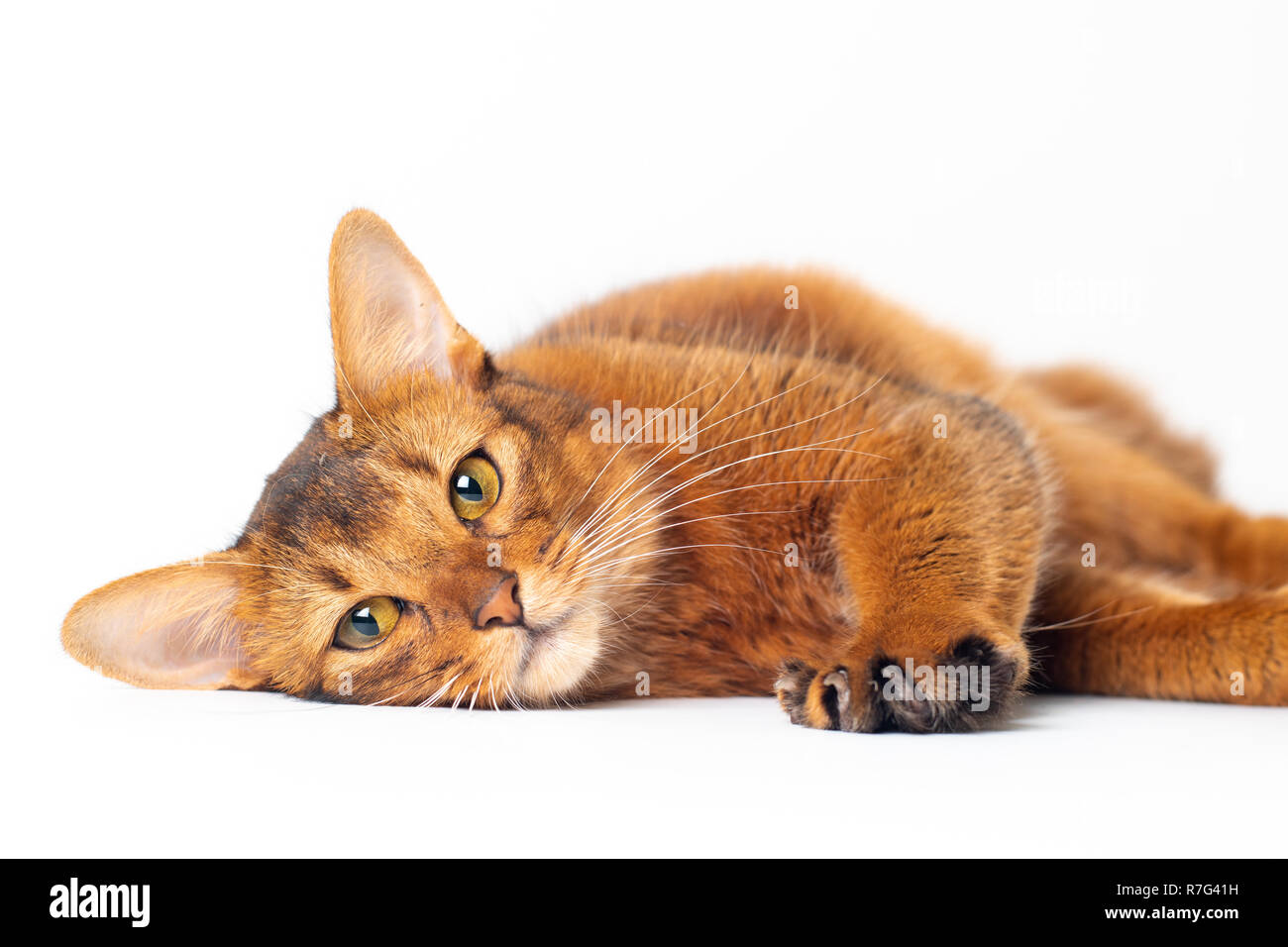 Somali cat ruddy color on white background Stock Photo