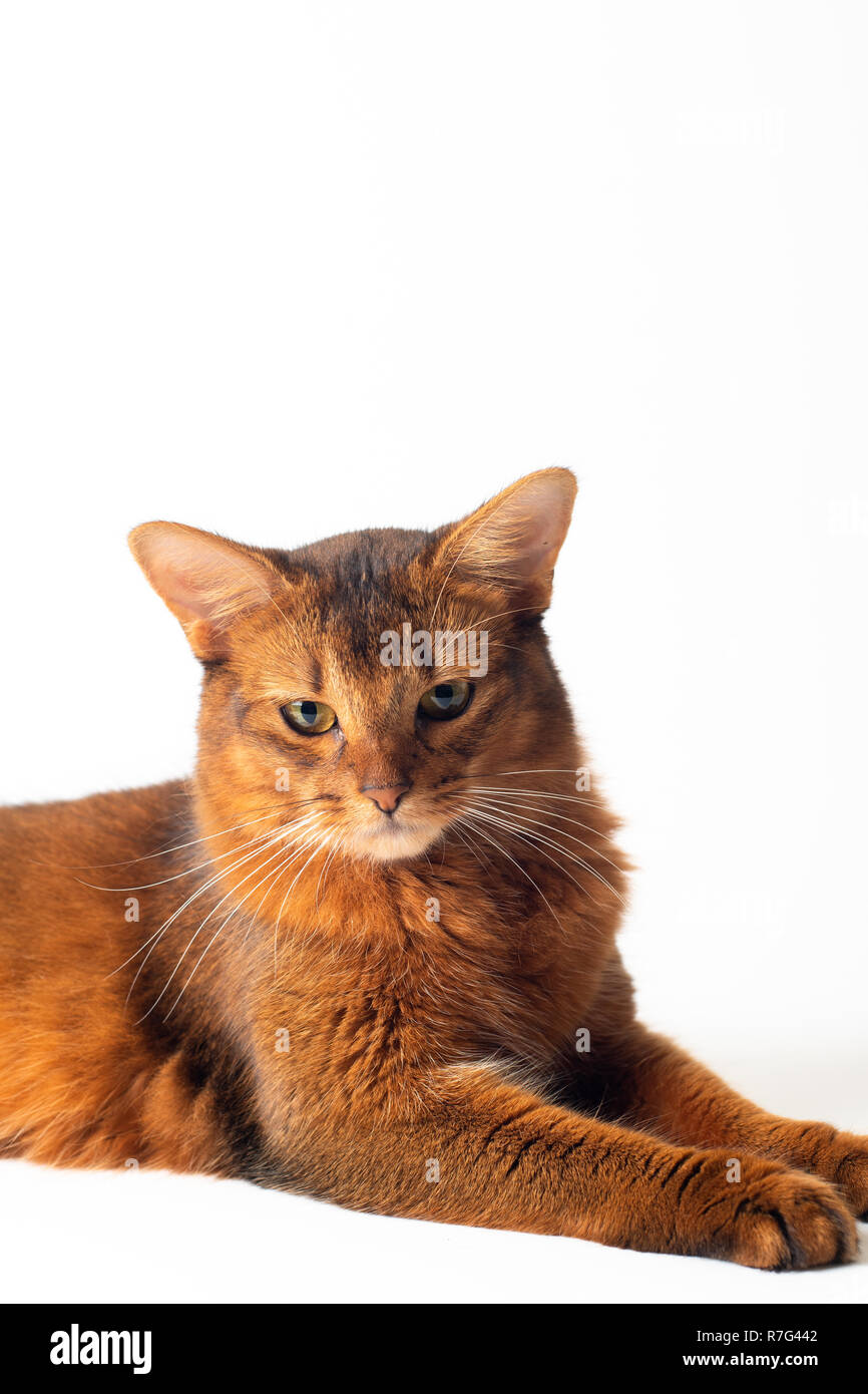 Somali cat ruddy color on white background Stock Photo