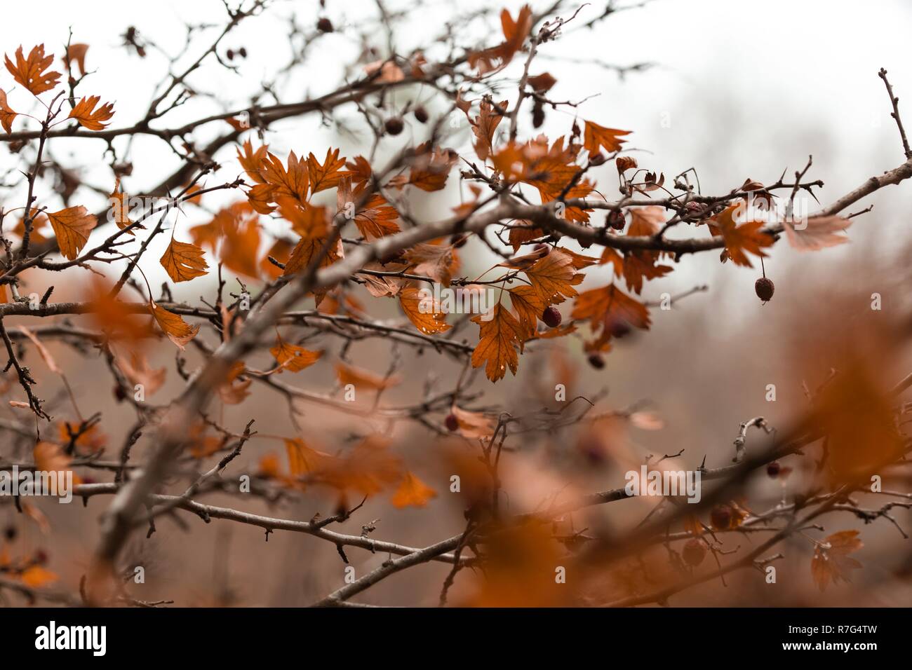 Autumn branches with red berries of barberry Stock Photo