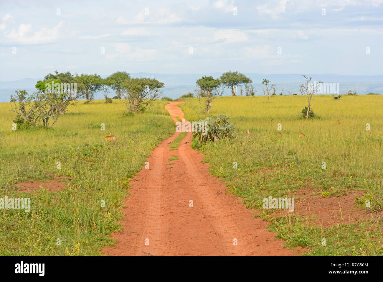 African veldt hires stock photography and images Alamy