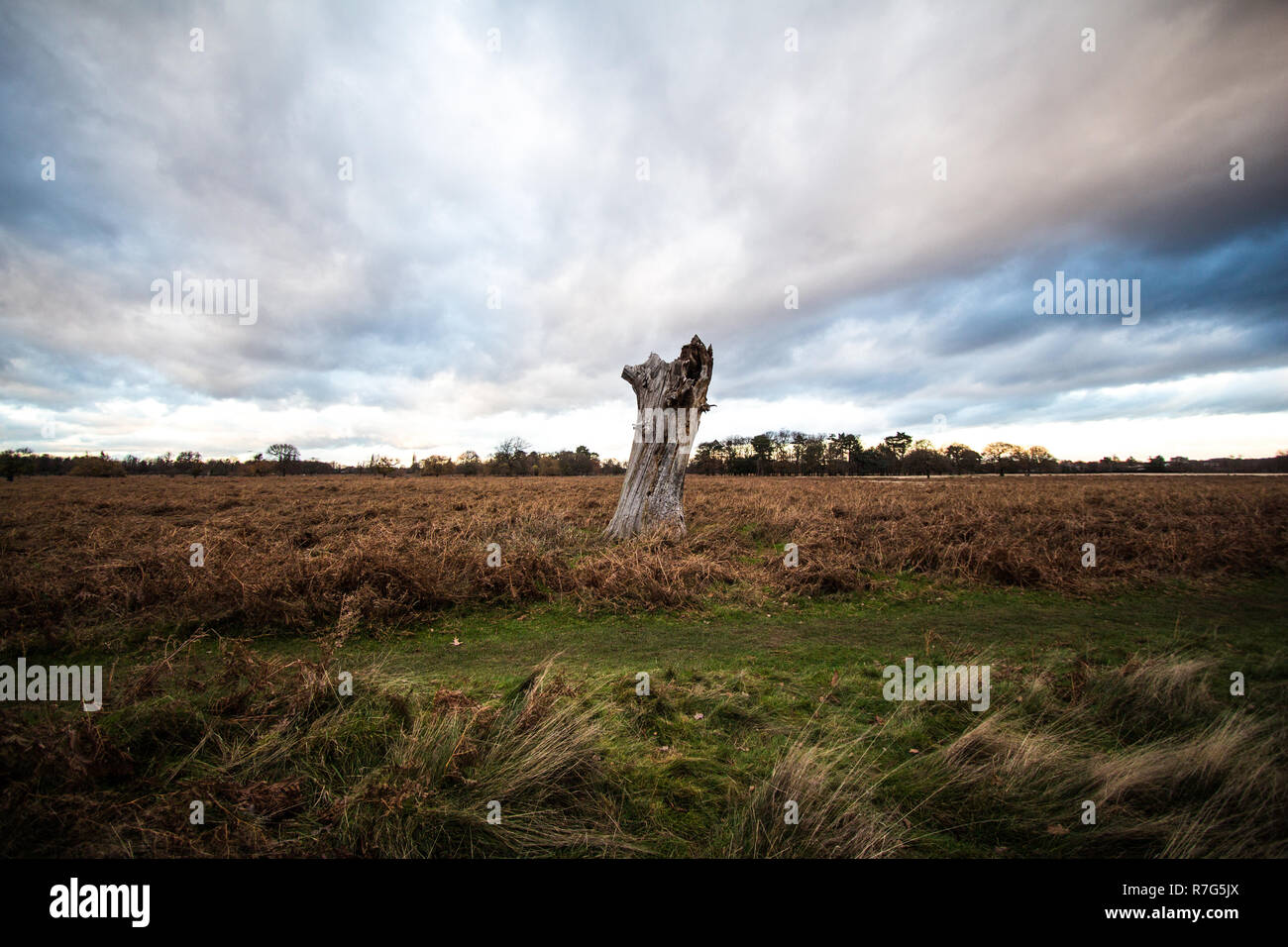 Tree in sparce landscape Stock Photo
