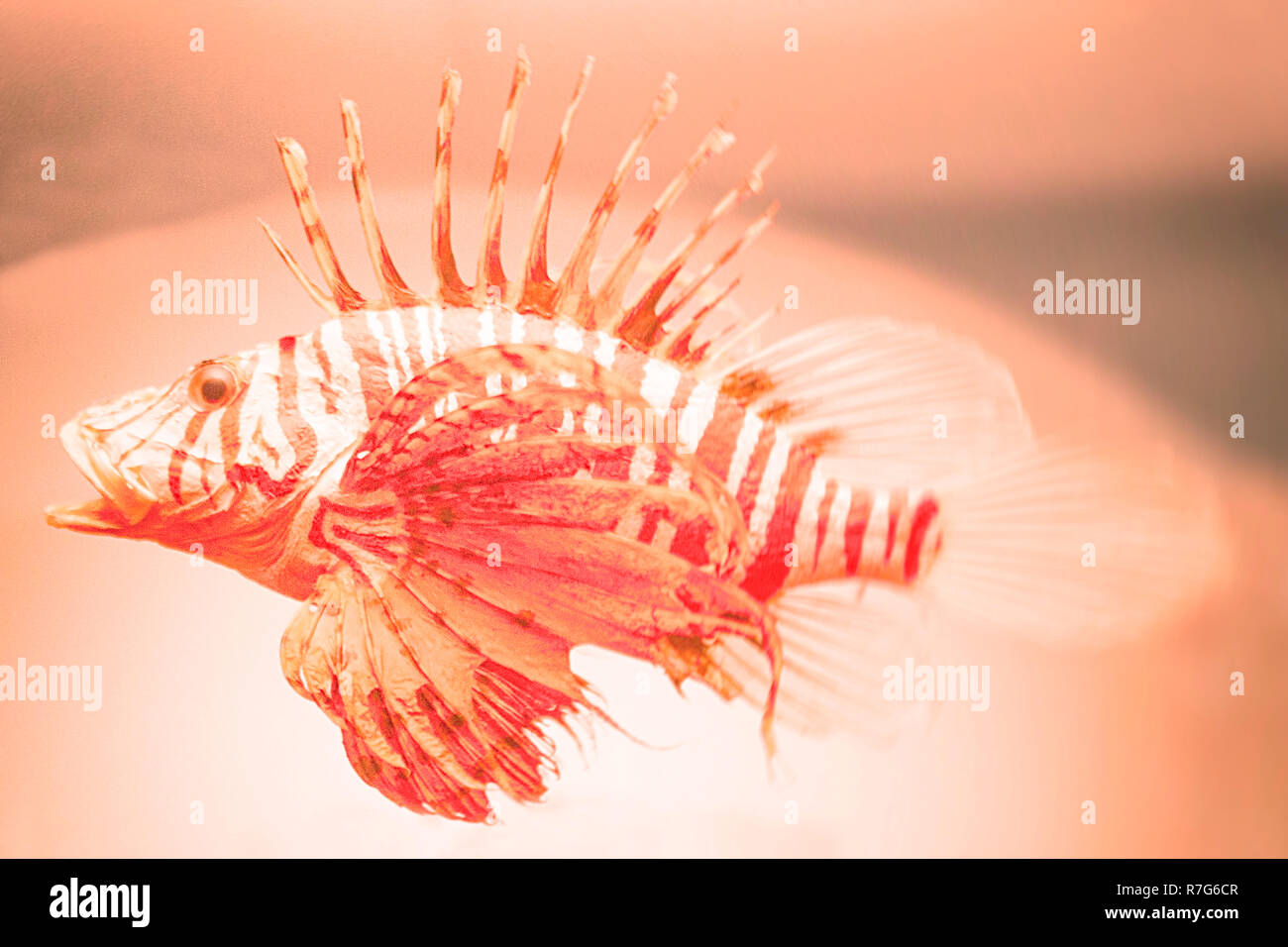 lionfish, australia Stock Photo