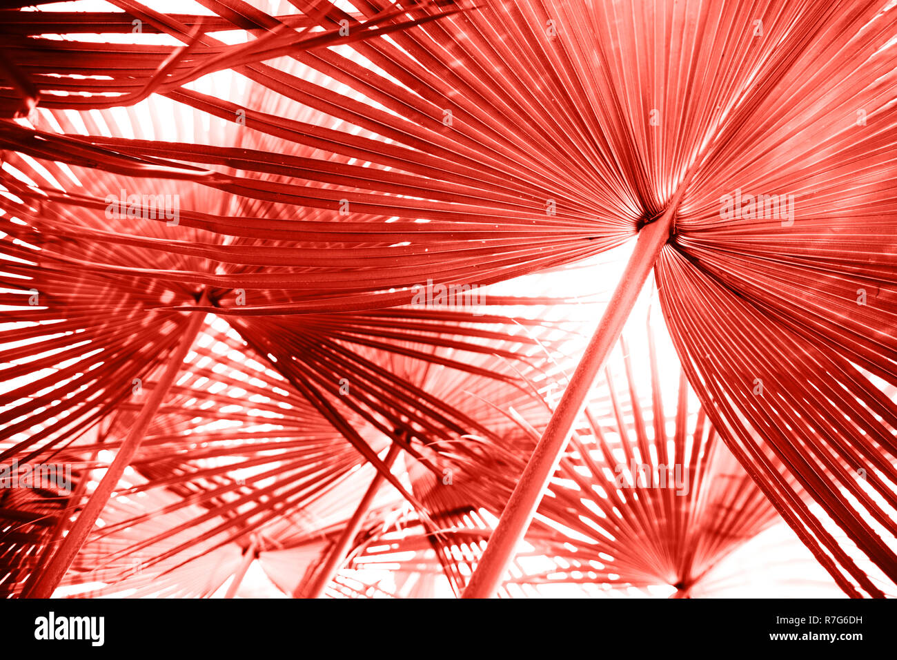 Living Coral color of the year 2019 Stock Photo Alamy