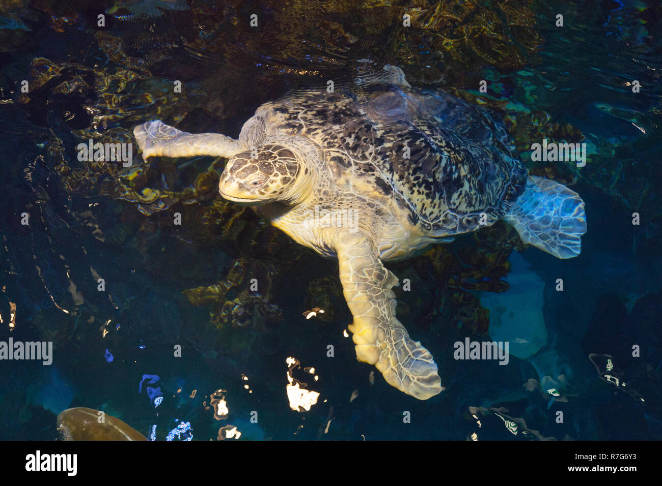 Large turtle at New England Aquarium, Boston ,Massachusetts, United
