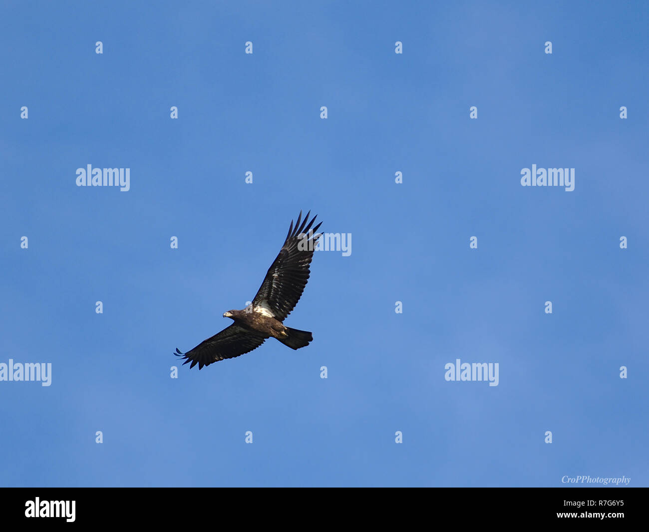 Immature Bald Eagle in flight with blue sky background Stock Photo - Alamy