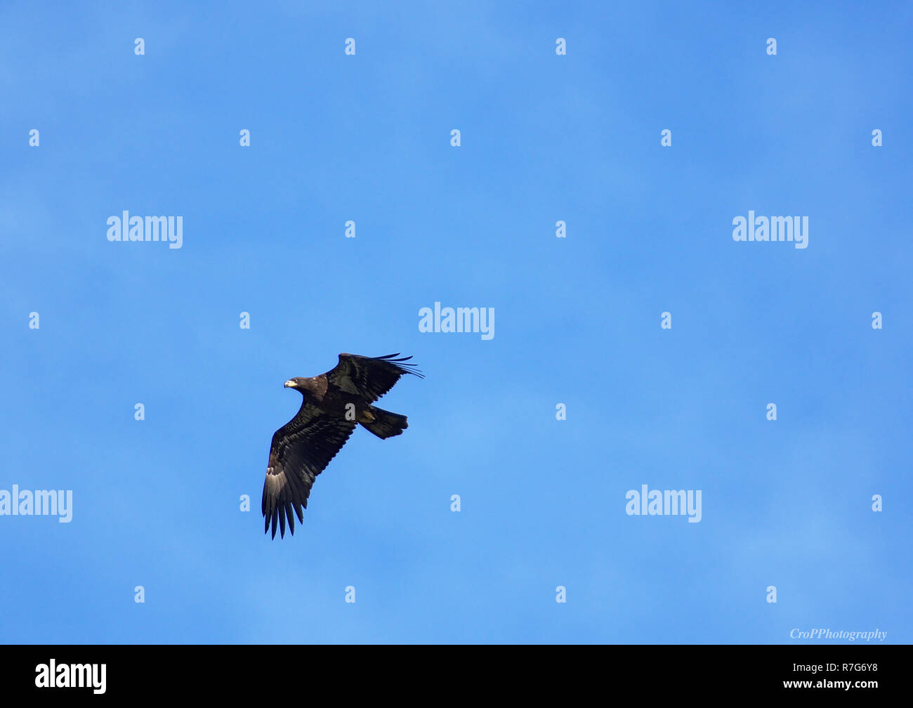 Immature Bald Eagle in flight with blue sky background Stock Photo - Alamy