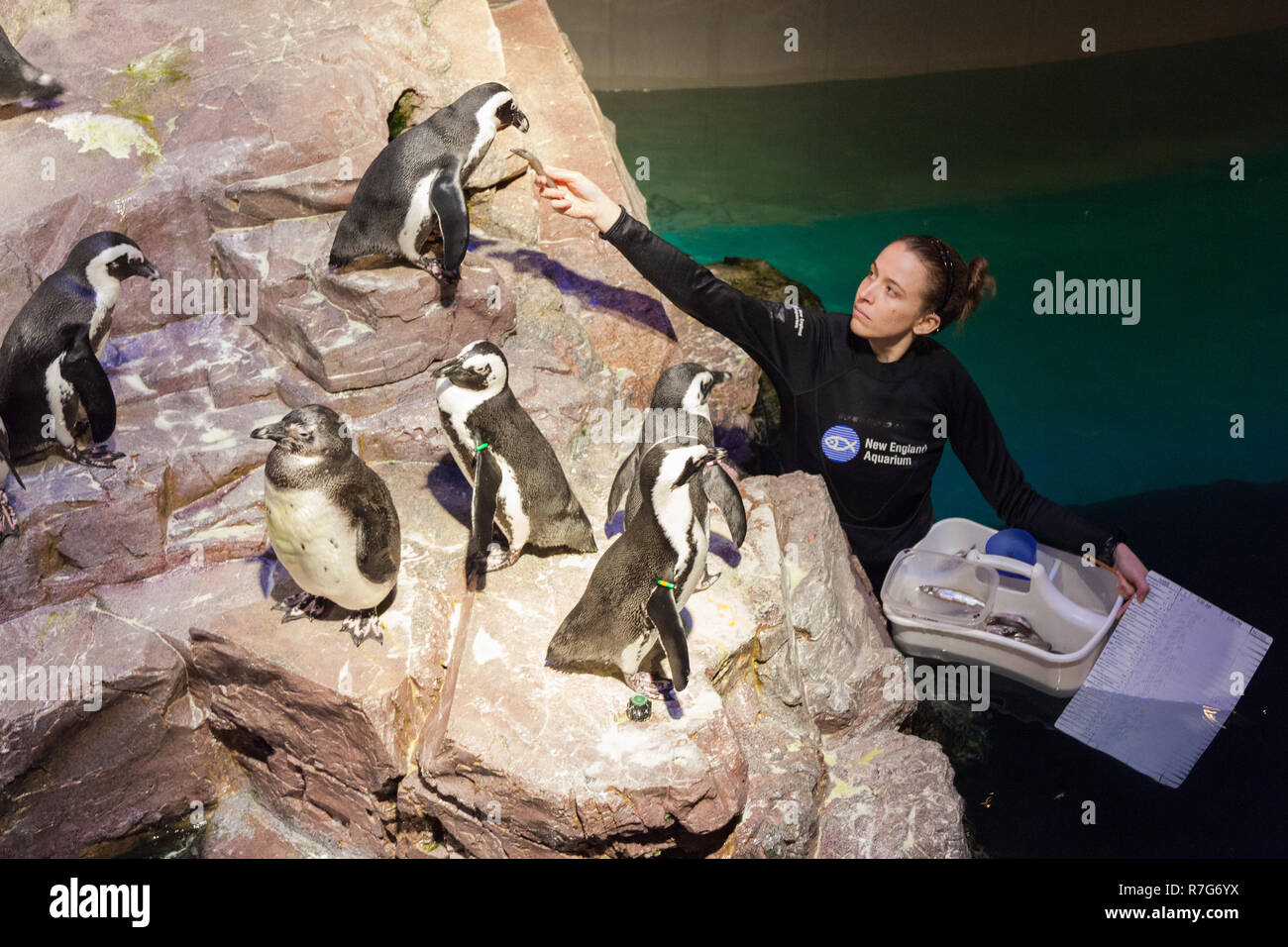 Feeding the penguins at New England Aquarium, Boston ,Massachusetts