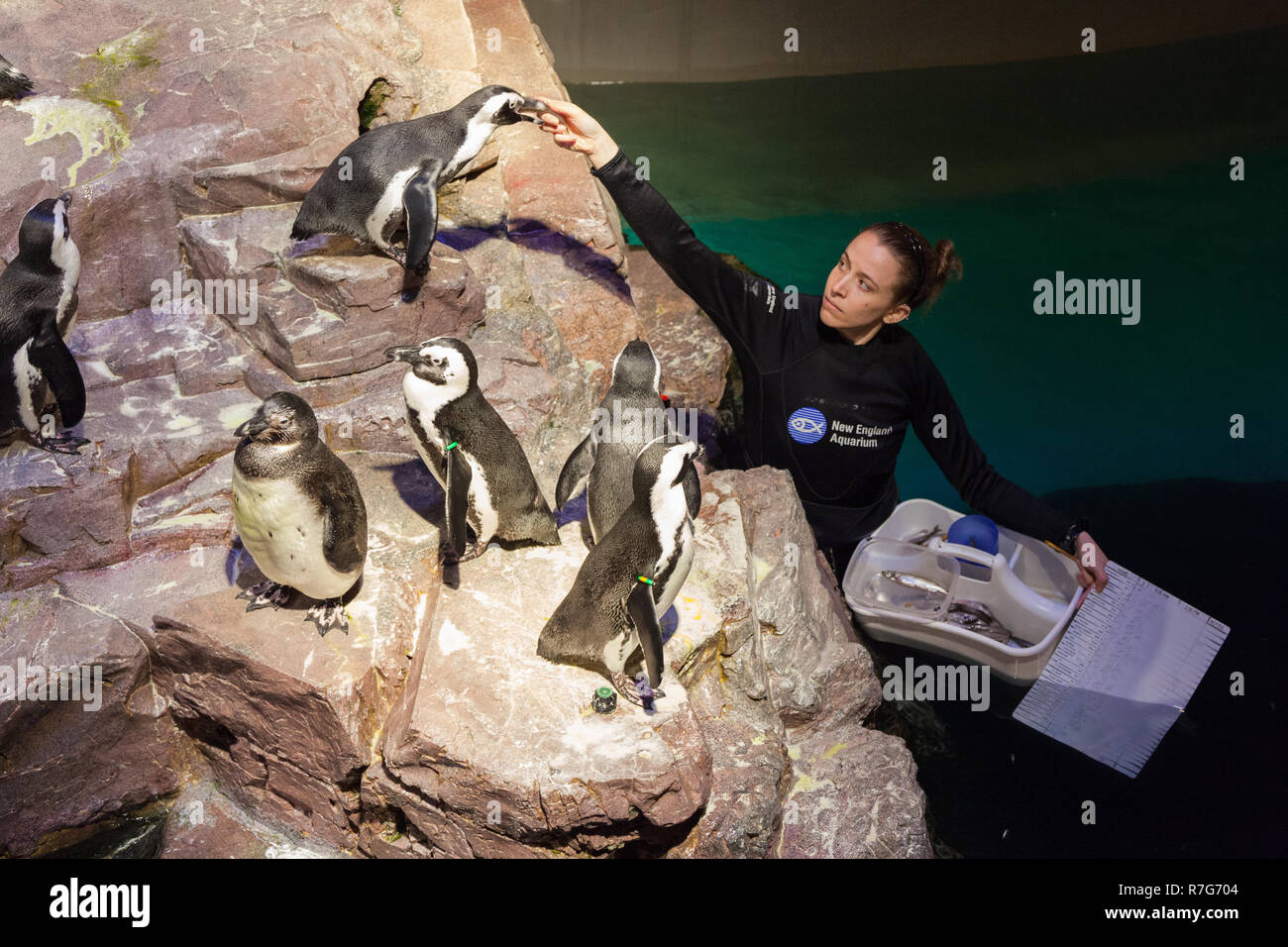 Feeding the penguins at New England Aquarium, Boston ,Massachusetts