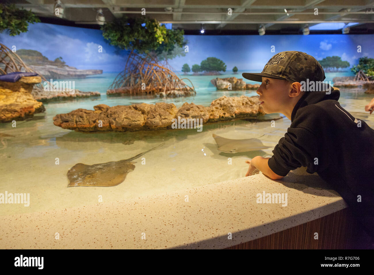 Shark and Ray Touch Tank, New England Aquarium, Boston ,Massachusetts