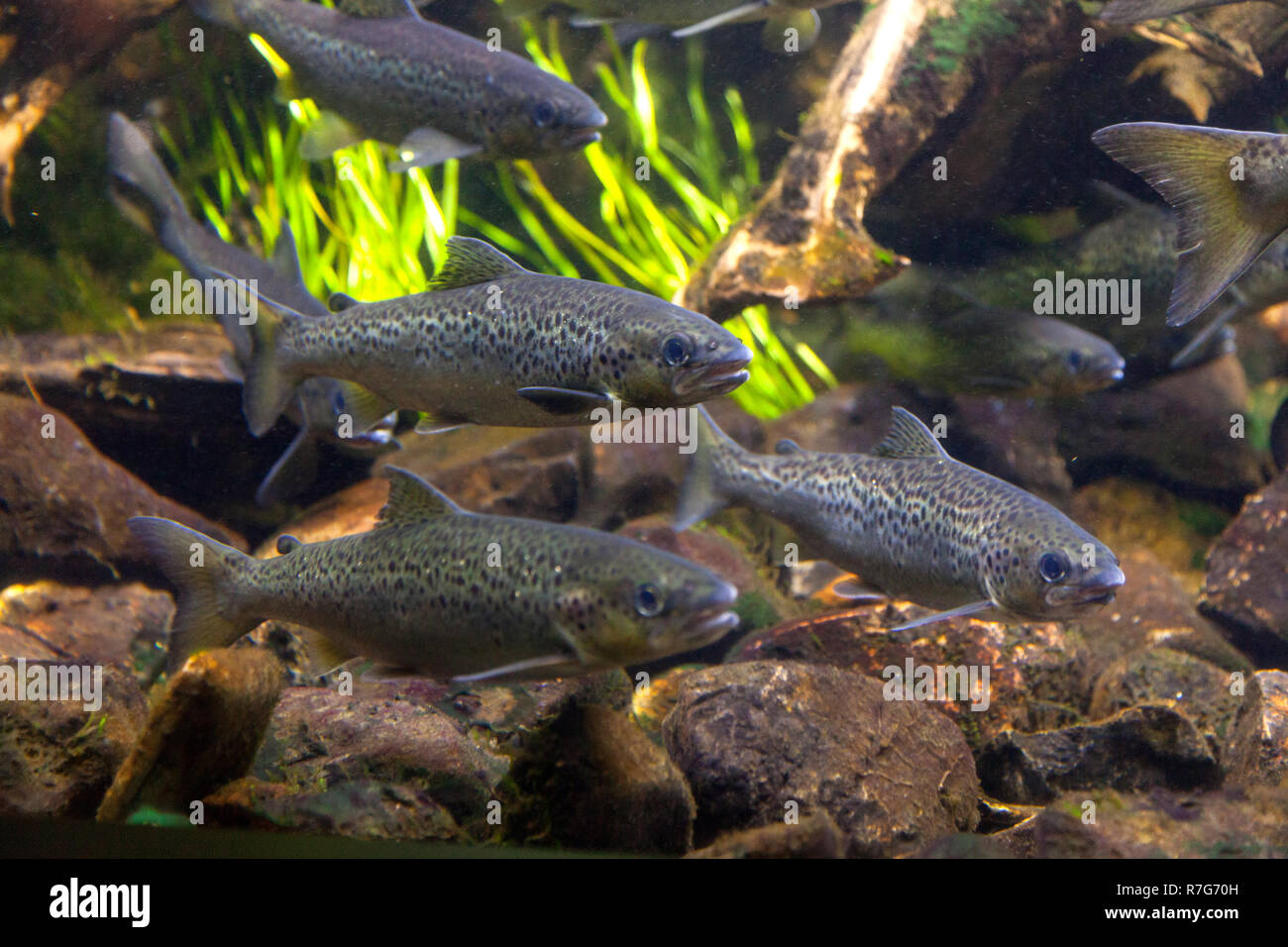 Atlantic salmon fish Salmo Solar at the New England Aquarium, Boston ...