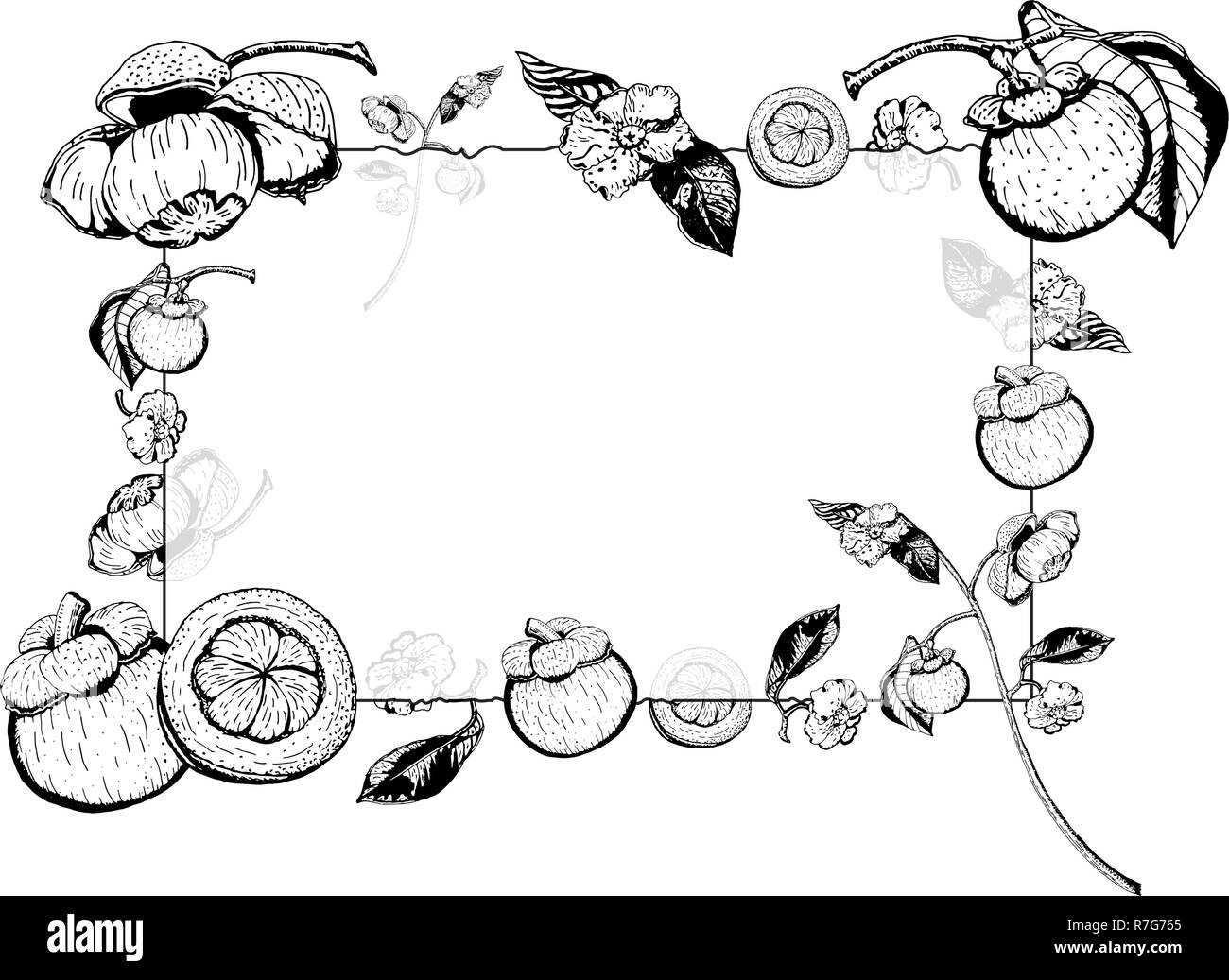 Vector illustration of transparent glass frame with purple mangosteen fruits, flowers, leaves.  Garcinia Mangostana, hand drawn in black and white. Stock Vector