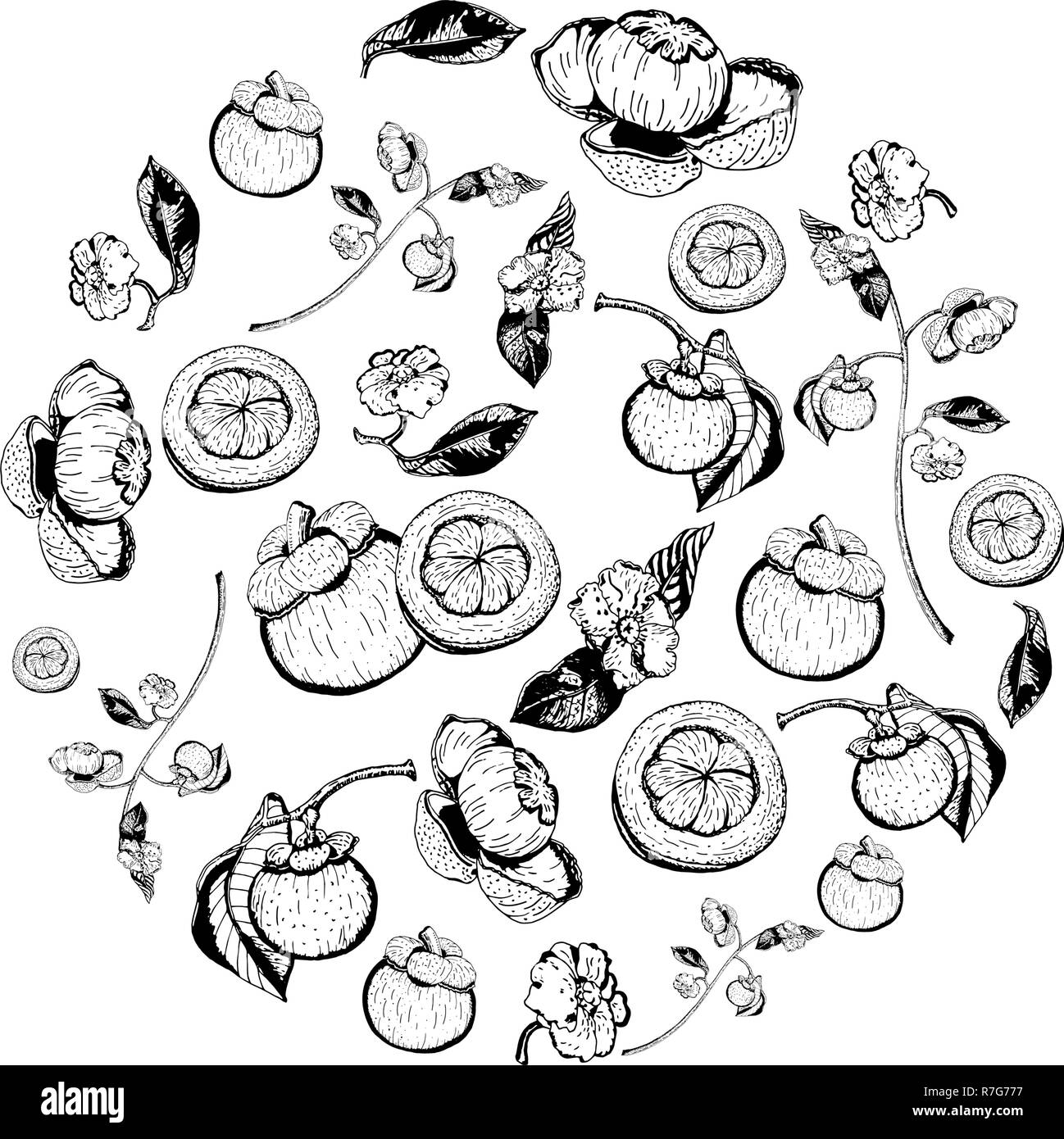 Purple mangosteen fruits, flowers, and leaves items composed in circle shape on white background. Tasty sweet garcinia mangostana hand drawn in black  Stock Vector