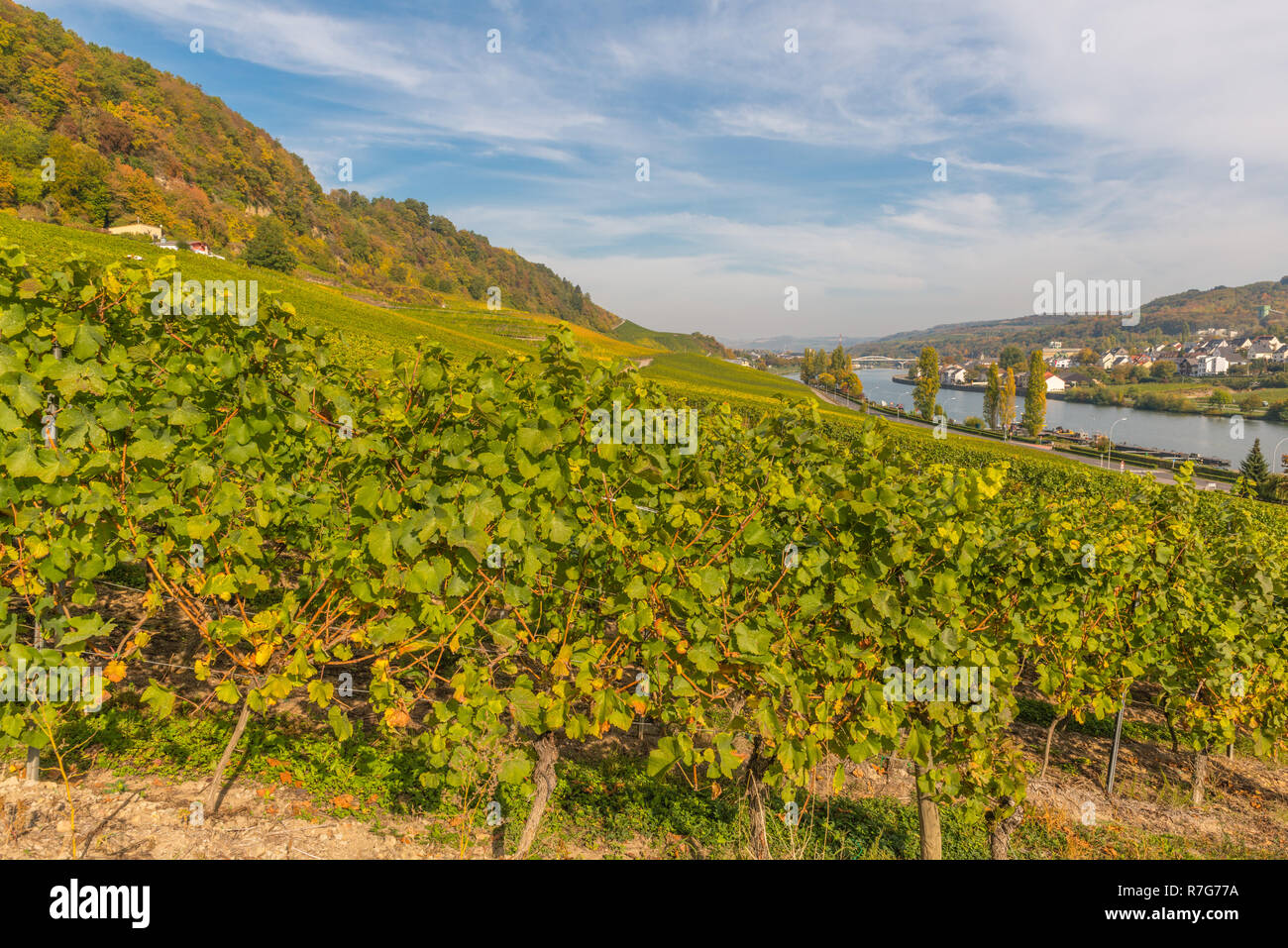 Vineyards and wine in the Moselle Valley, Grand Duchy of Luxembourg, Europe Stock Photo