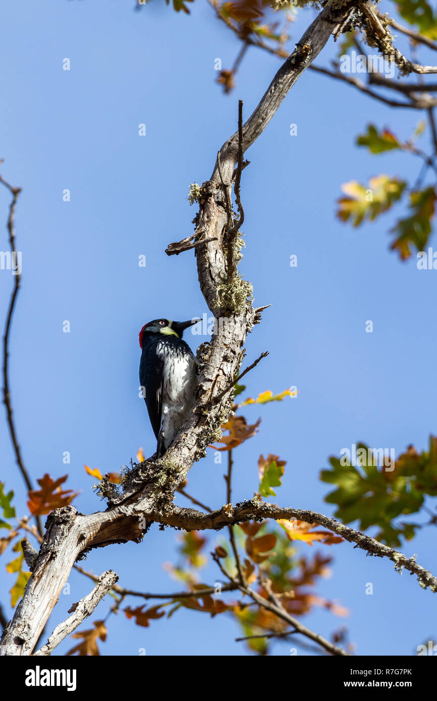 Acorn woodpecker perched on an oak tree in southern Oregon with autumn leaves in the background Stock Photo