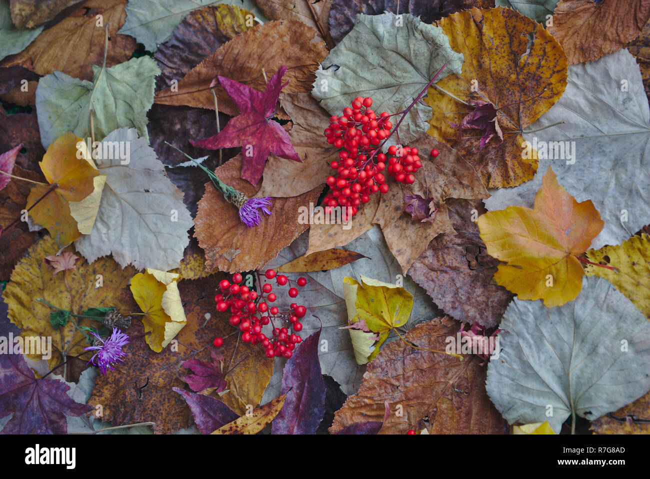 composition based on fallen leaves and red autumn berries. Stock Photo