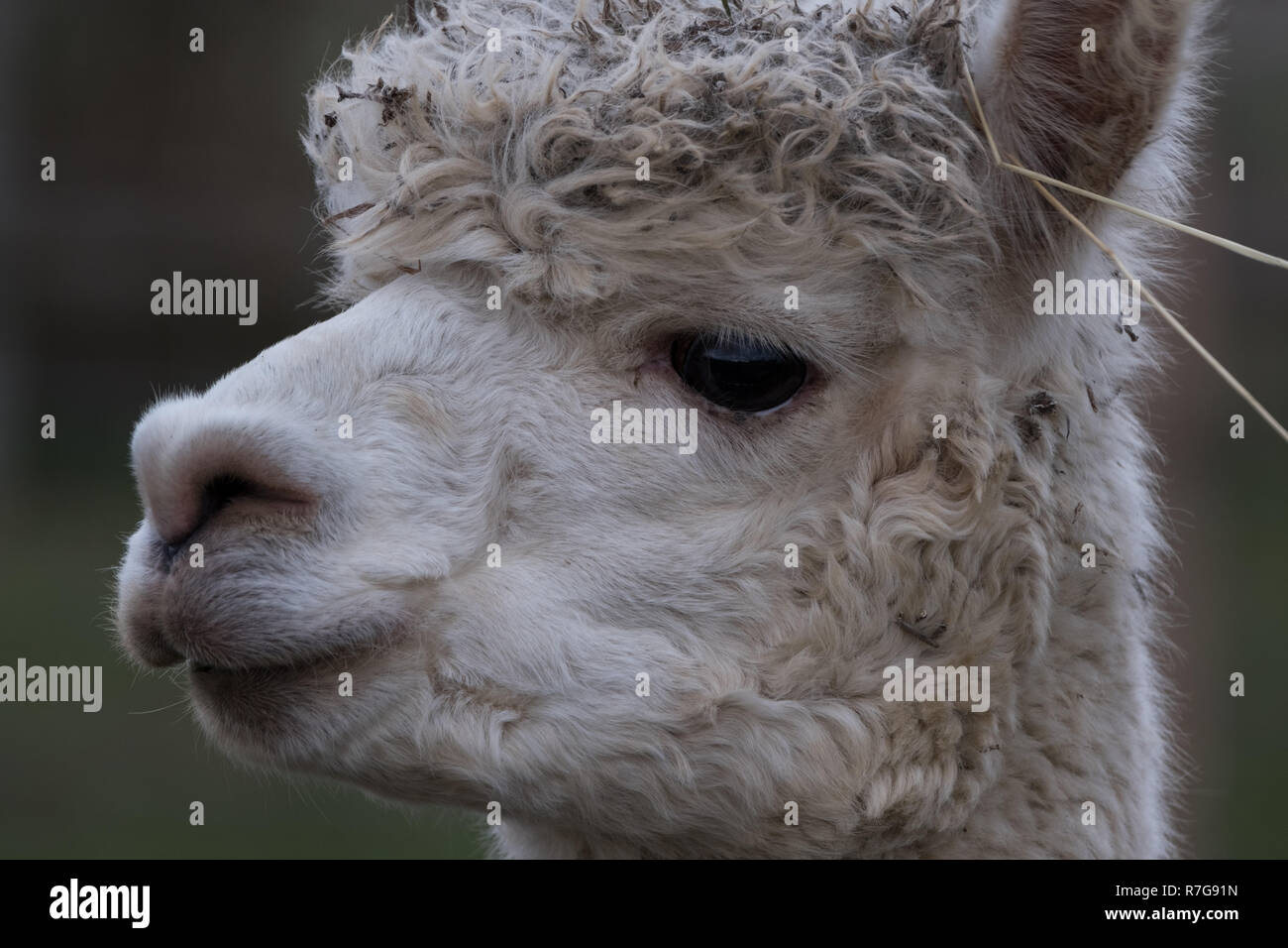 Head of an alpaca with white curly hair Stock Photo - Alamy