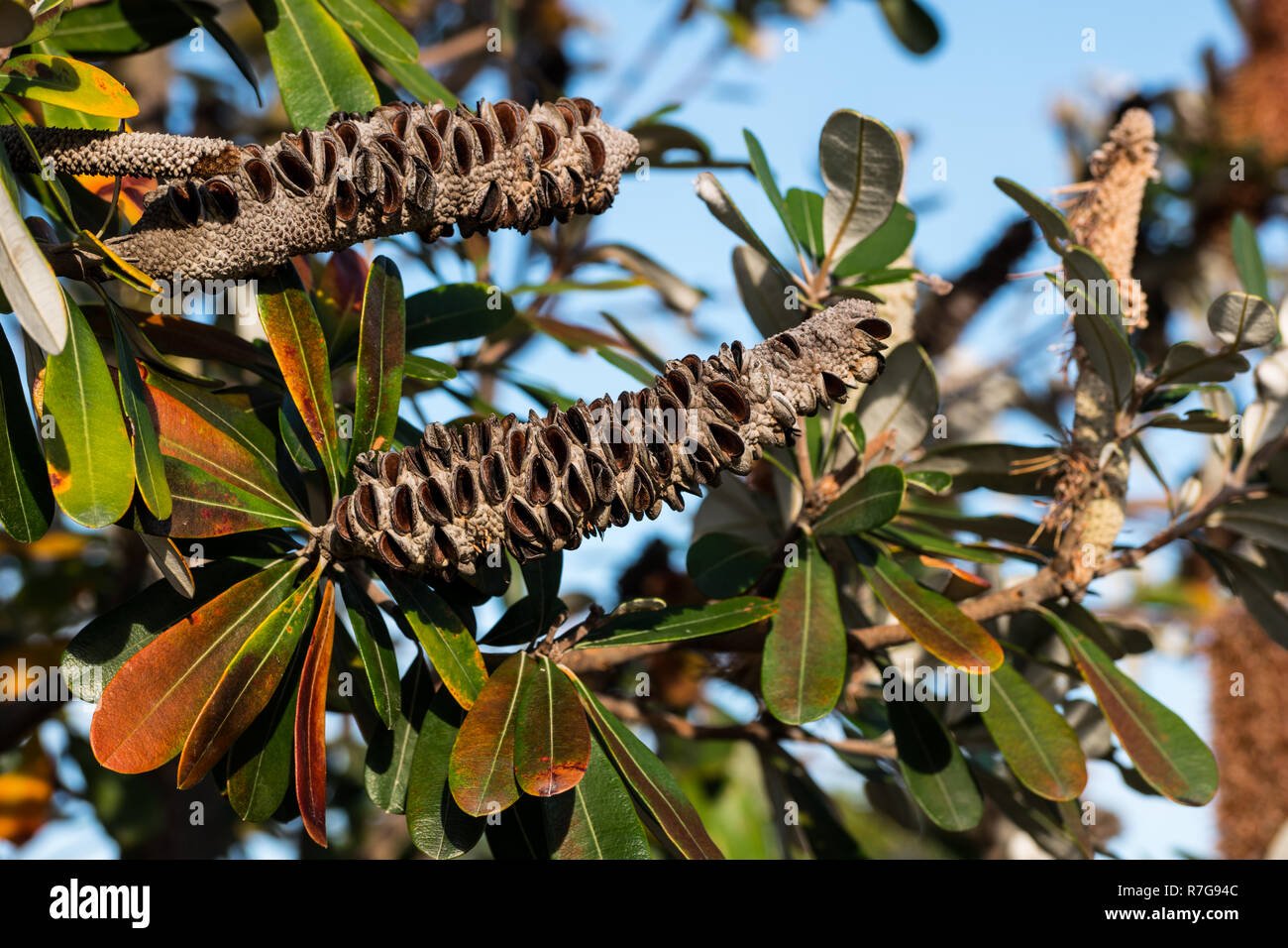 Native Australian plant - Banksia bush Stock Photo