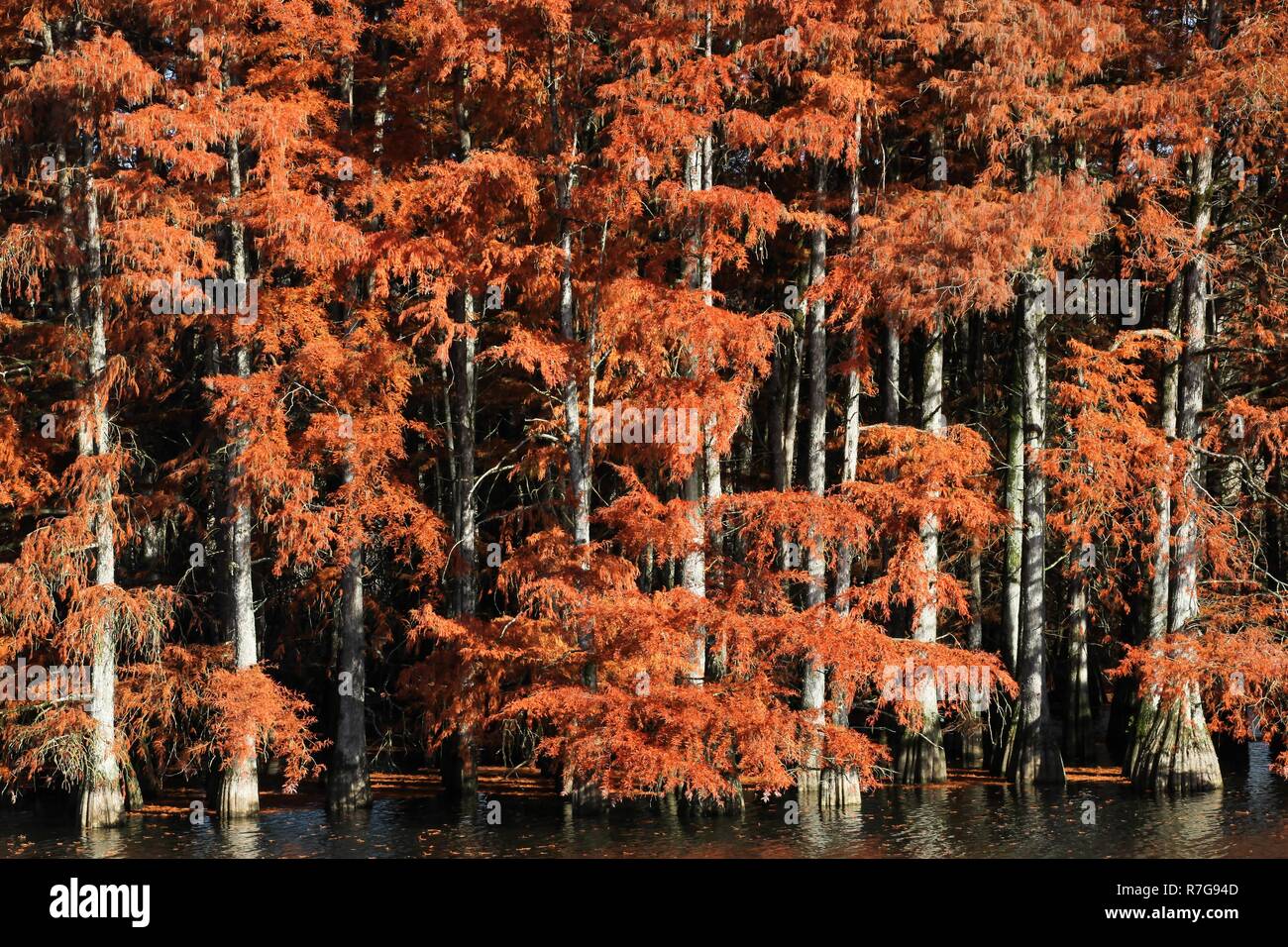 Bald cypress in Autumn, France Stock Photo