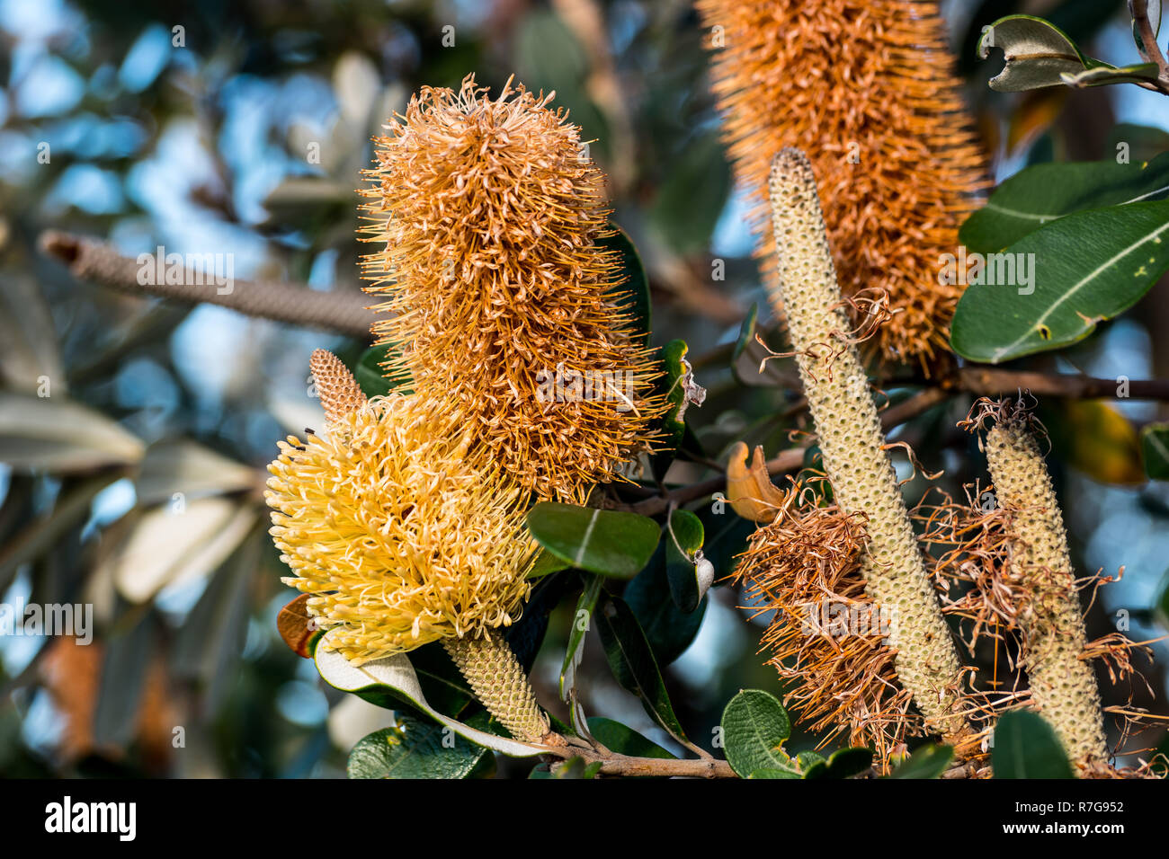Australian native plant Bottle Brush Stock Photo Alamy