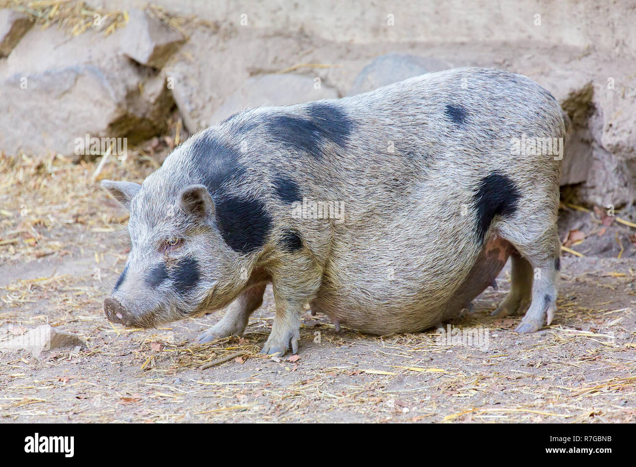 Adult pot-bellied boar with spots has  overweight Stock Photo