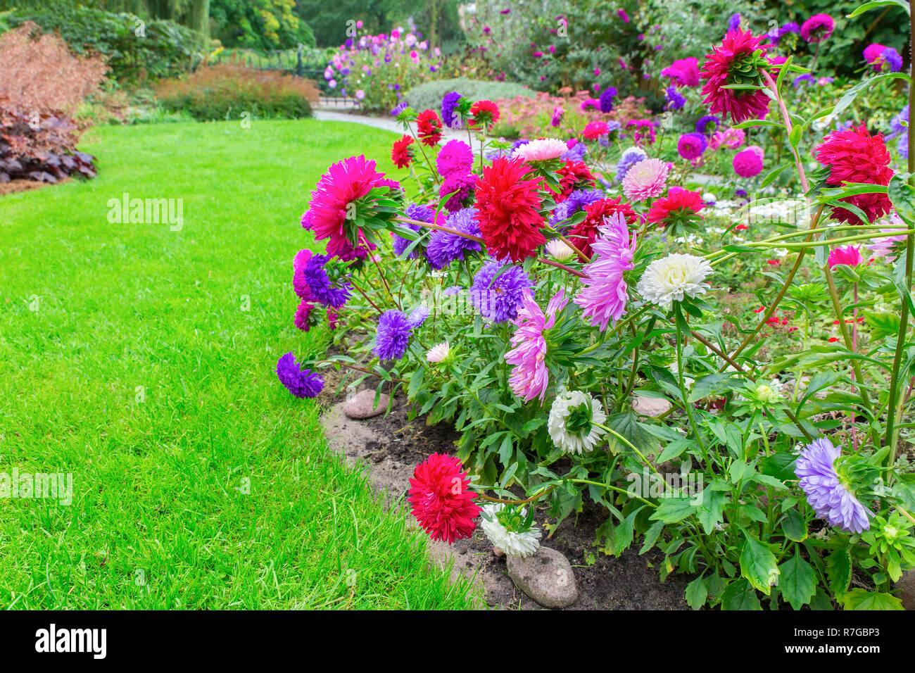 Backyard with blooming Callistephus chinensis flowers and green lawn Stock Photo