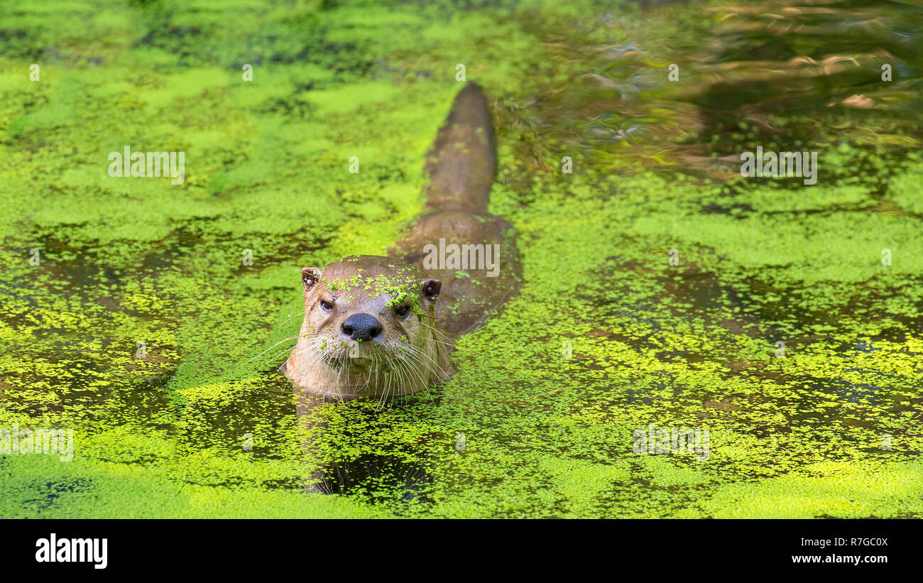Otter swimming in water with green duckweed Stock Photo