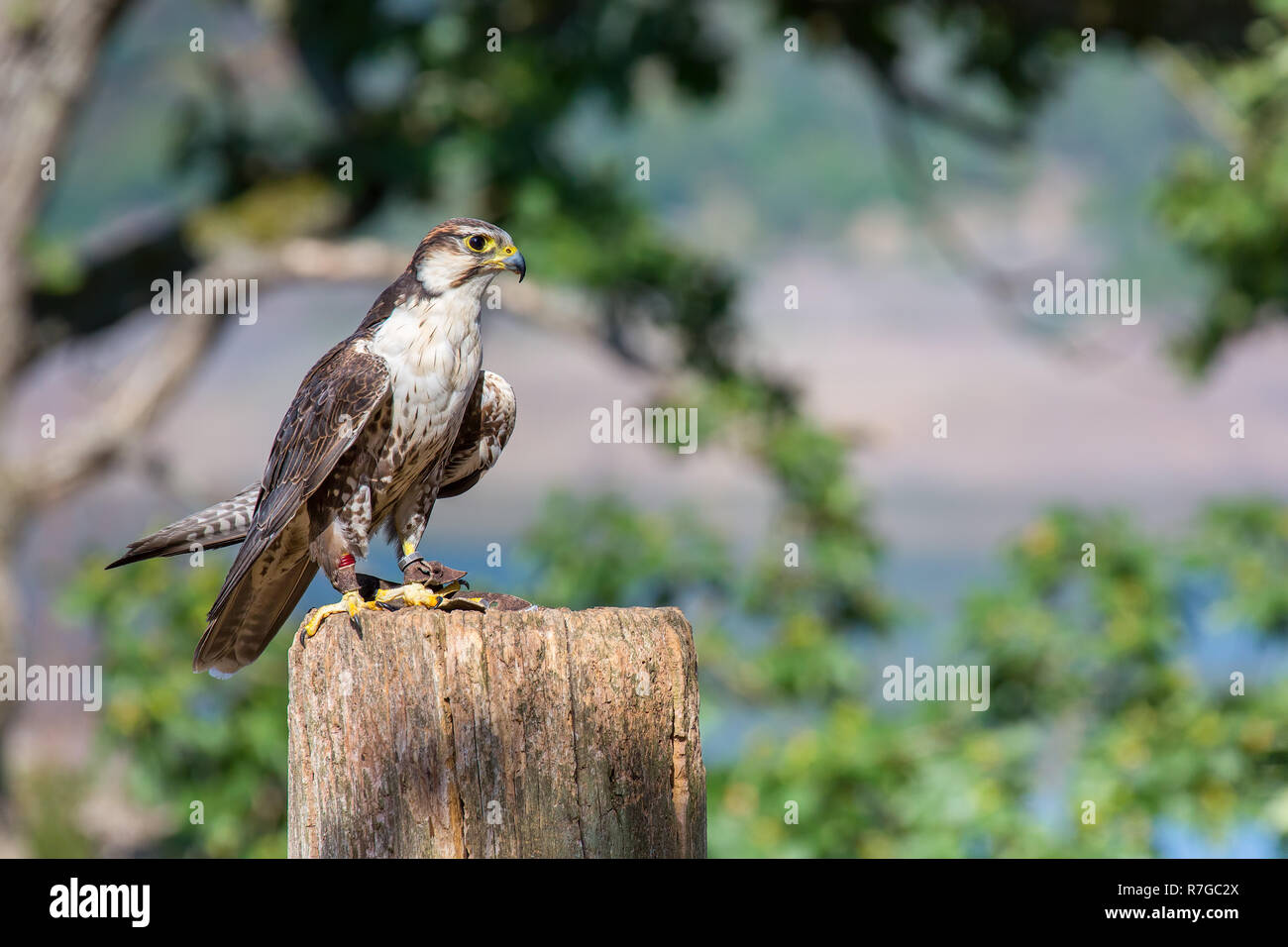 Tame peregrine falcon sitting on a pole in nature Stock Photo