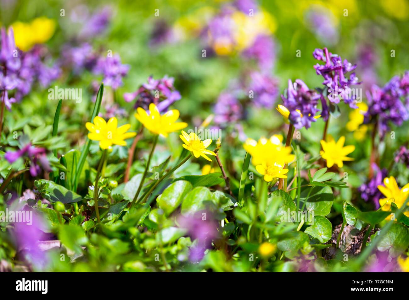 meadow with multicolored flowers Stock Photo