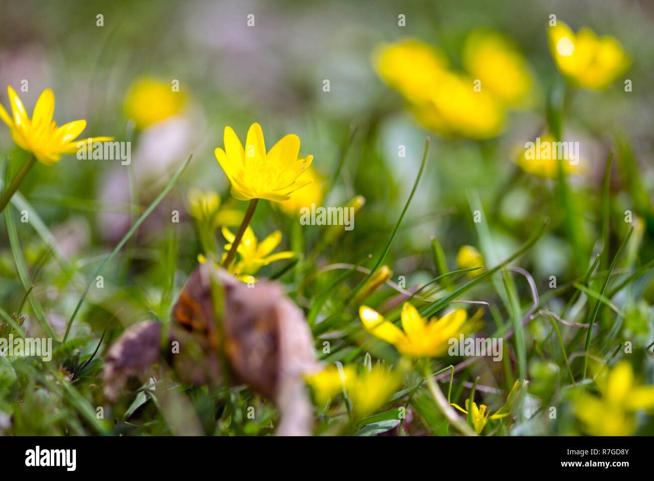 meadow with a yellow flowers Stock Photo